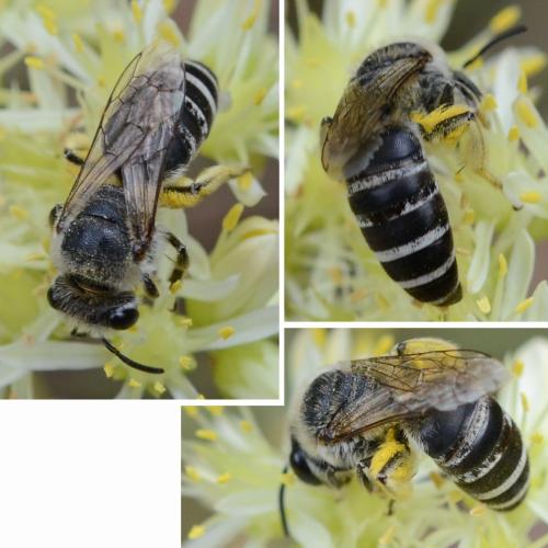 Colletes sp.